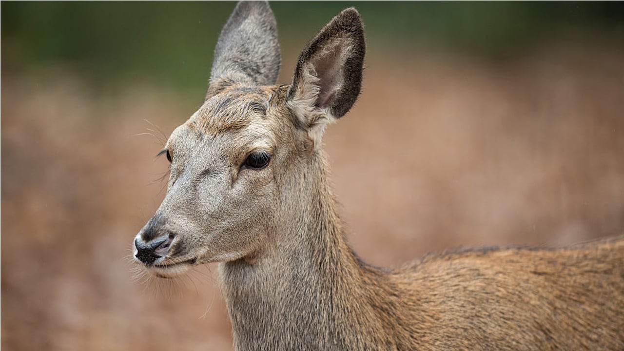 File photo. A Vermont hunter rescued a frightened doe that was stuck in a frozen pond.