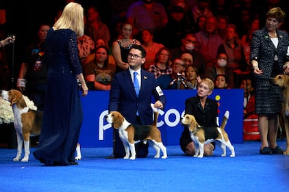 National Dog Show