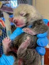 The cub is held as it's examined by a veterinarian at the zoo.