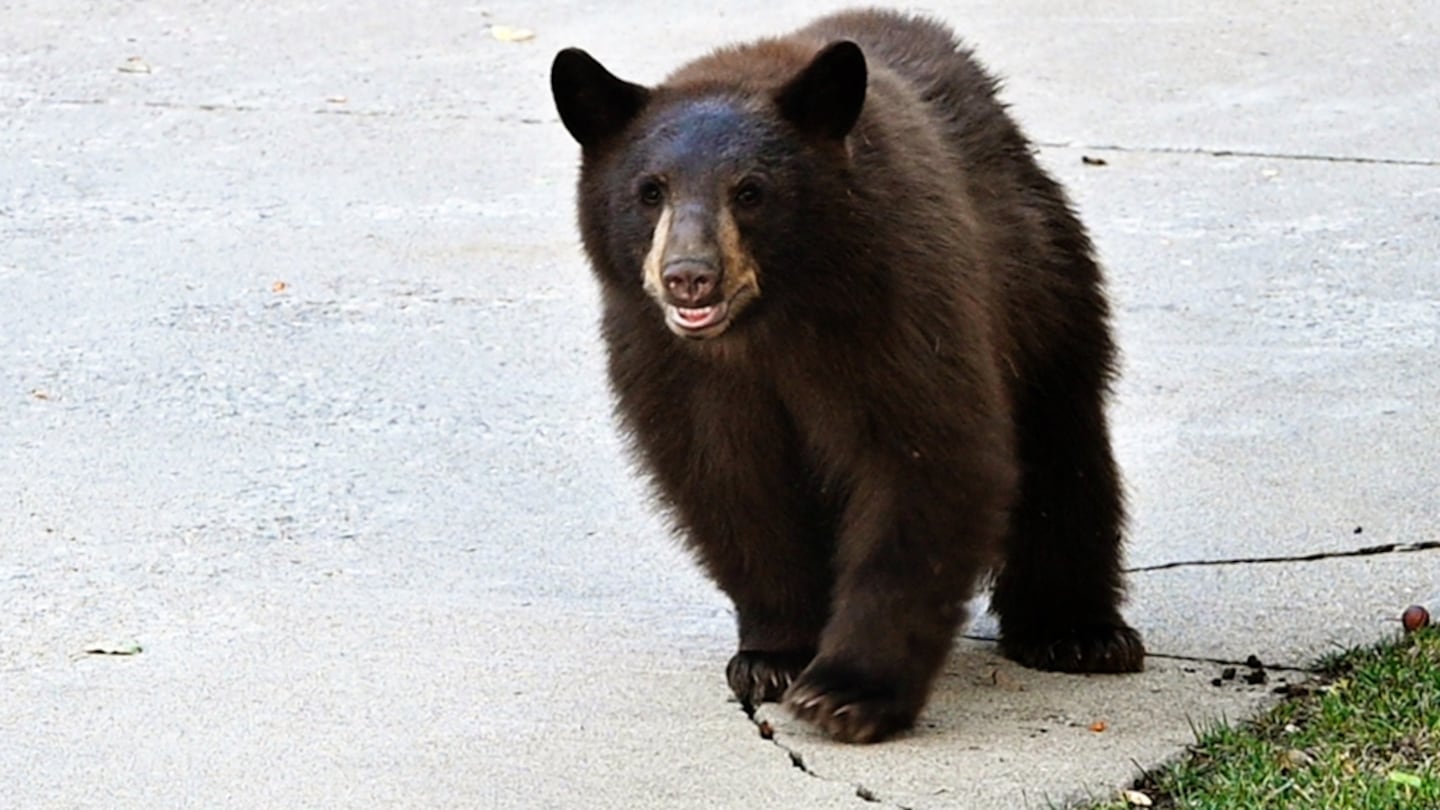 Bear