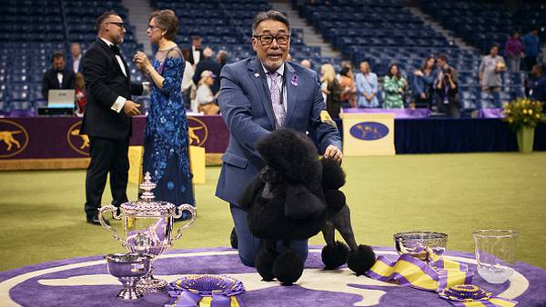 Photos: Westminster Kennel Club names best in show